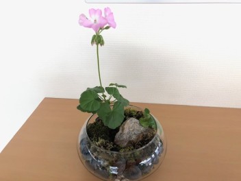 ベゴニアの花が咲きました