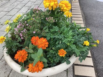 マリーゴールドを植えました！黄色がきれいで元気になります