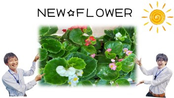 さがみはらＮＥＷ☆ＦＬＯＷＥＲ