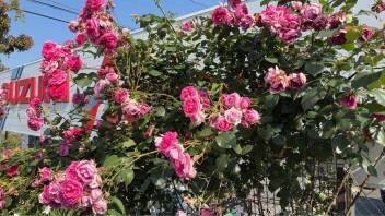 花　真っ盛り！