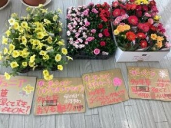 土日花フェスご来店いただきありがとうございました　4月１８日・１９日は・・