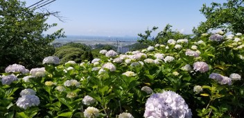 紫陽花の季節です(^^♪