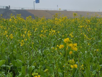 菜の花畑☆五郎　畑の前橋