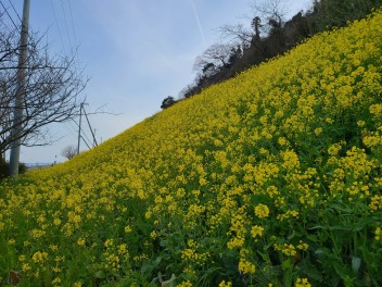双海町の菜の花♪２０２１