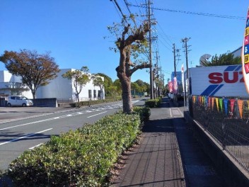 工場前の用水と街路樹が綺麗になりました