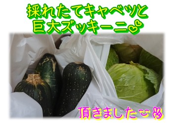 採れたて野菜)^o^(