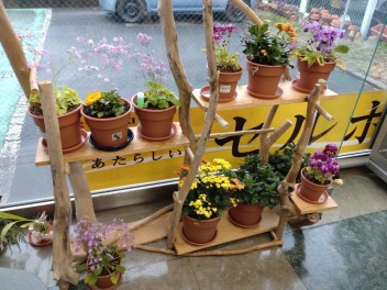 鉢植えプレゼント　残りわずか