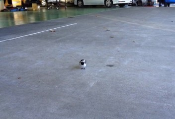 鳥が住み着きました
