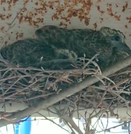 鳩のヒナが産まれました