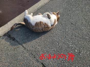 明日からお休みです