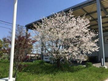 八女日記　「再度ご案内です。４月２日臨時休業いたします」