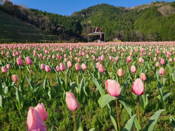 咲いた、チューリップの花が♪